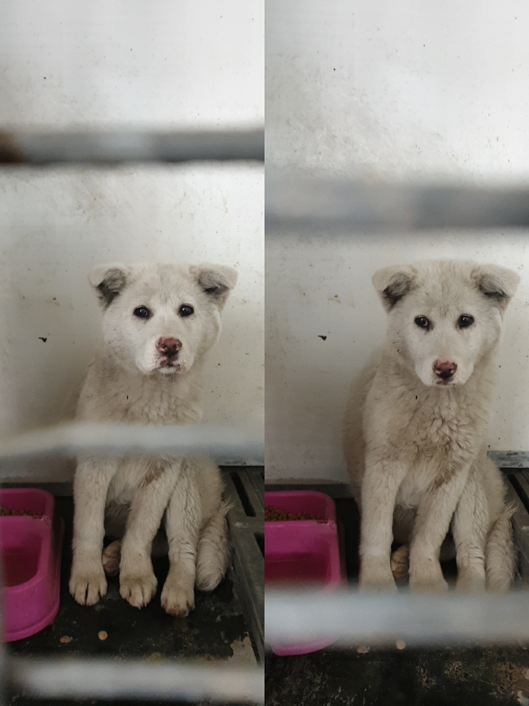 믹스견 이미지 파일 입니다.